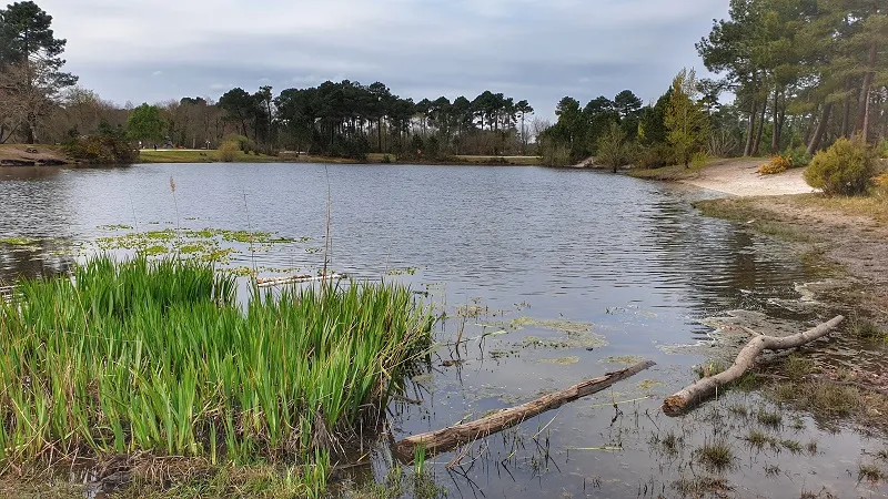 View of the lake in the Bois des Sources du Peugue forest near Bordeaux, with reeds in the foreground, fallen logs, and pine trees lining the shore under a cloudy sky.