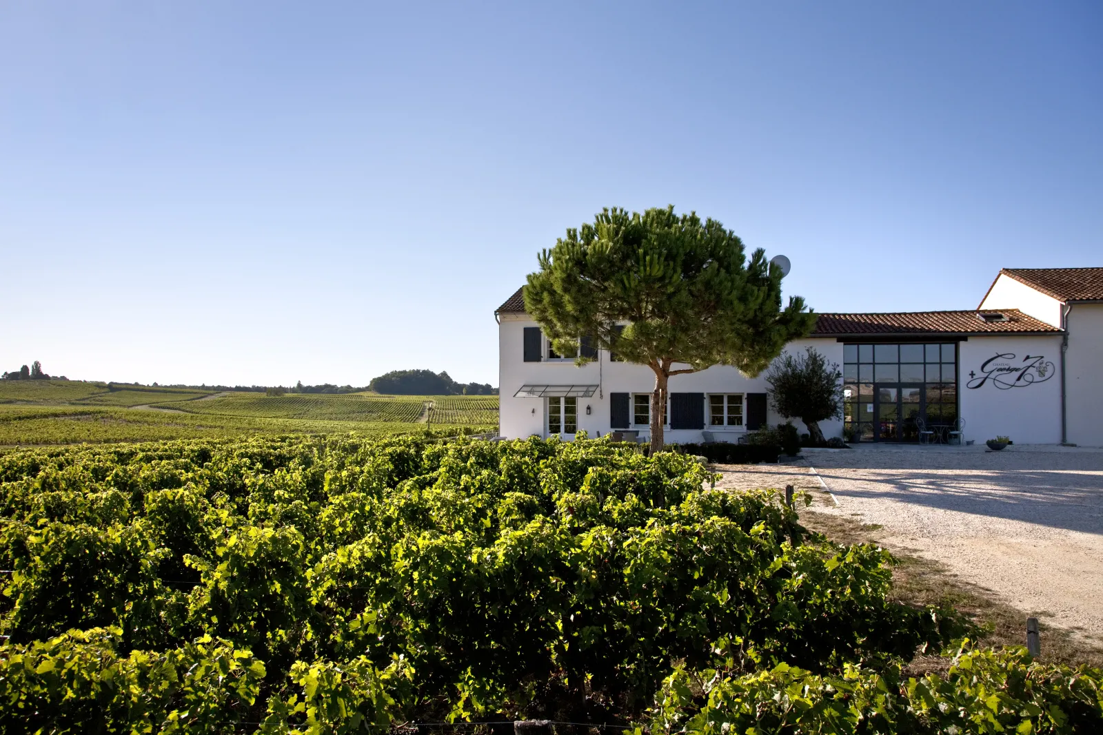 Château George 7, a modern white building with tiled roof, surrounded by Bordeaux vineyards, featuring a distinctive stone pine tree and gravel courtyard.
