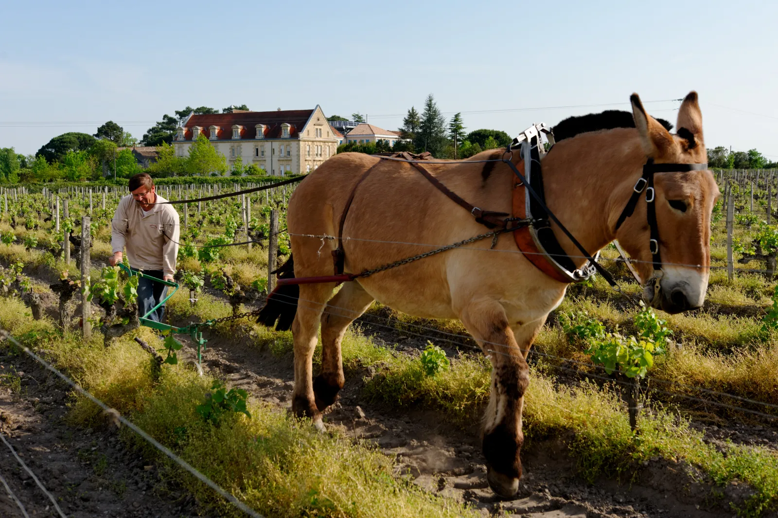 A man works in a vineyard with a brown draft horse, plowing between rows of grapevines. A historic château stands in the background in the Bordeaux region.