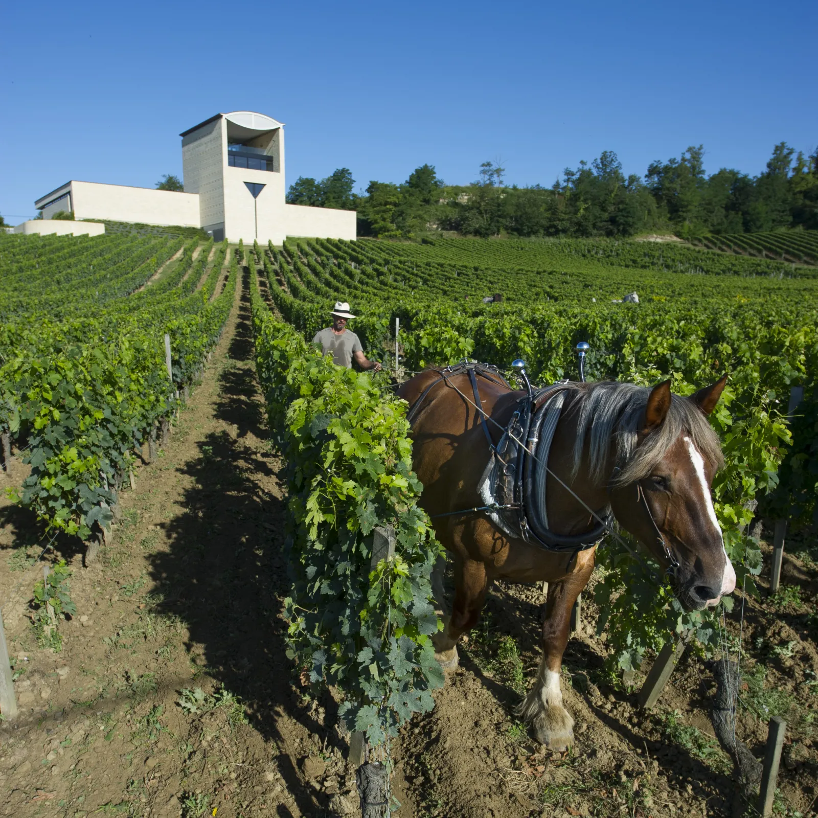 A vintner on horseback works among the vines at Château Faugères in Bordeaux, with the château's modern building visible in the background under a clear blue sky.