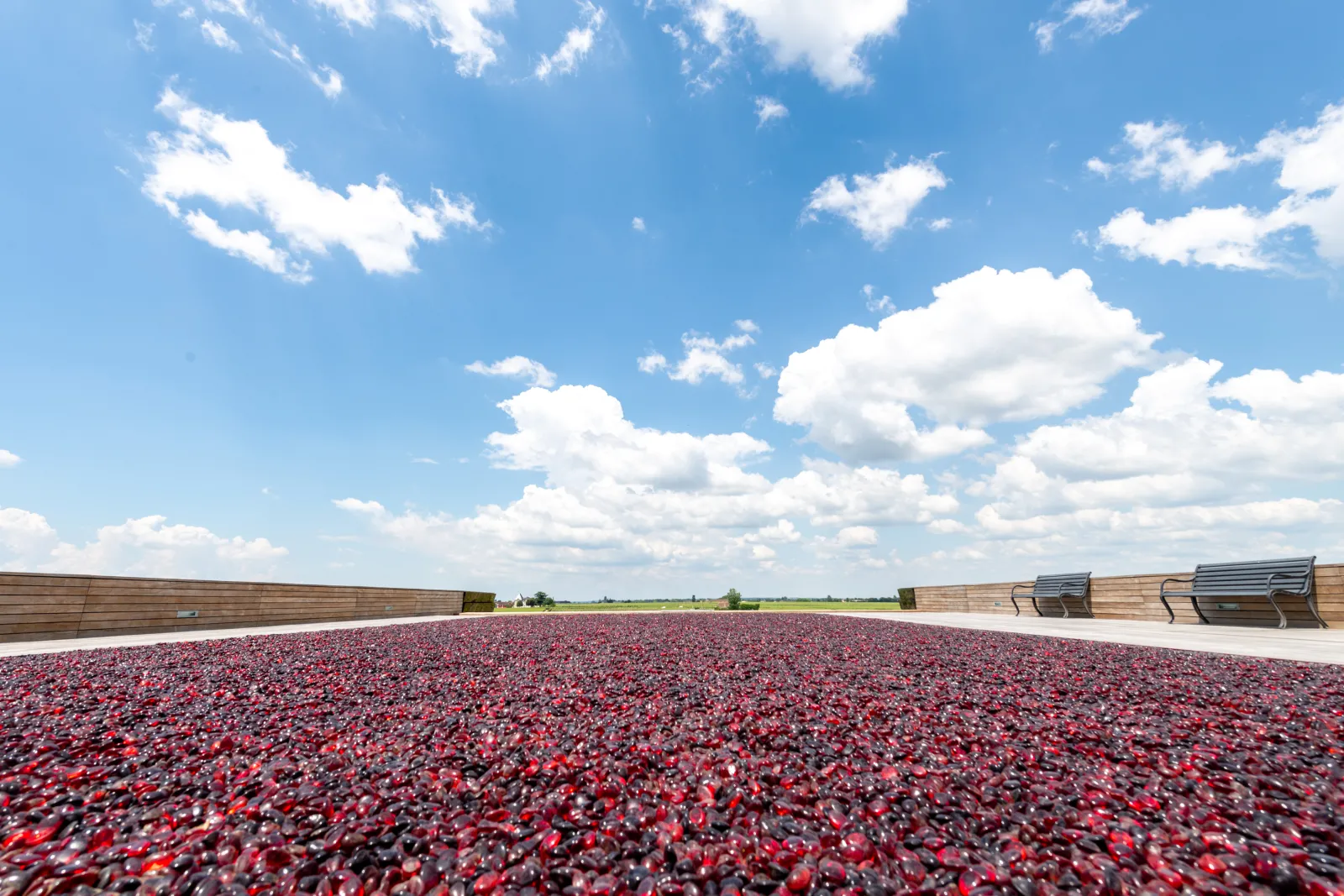 Aerial view of a grape drying floor covered with red grapes, bordered by wooden structures, under a blue cloudy sky, at Château La Dominique vineyard near Bordeaux.