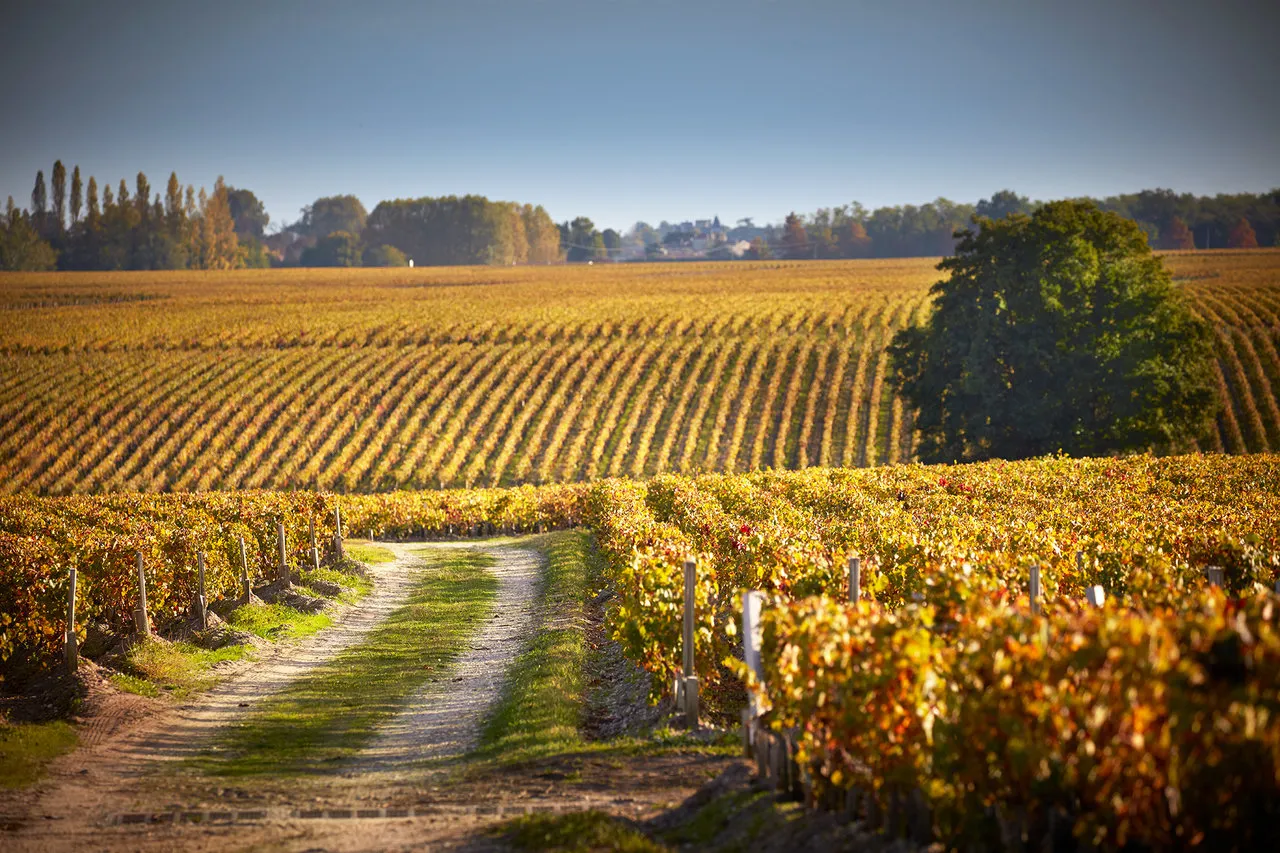 Autumn vineyards in the Médoc region with golden vine leaves arranged in rows, dirt path between vineyard parcels, trees and wine châteaux visible in the background under clear sky.