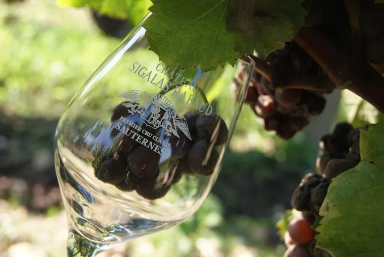 Glass of white wine from Château Sigalas Rabaud surrounded by vine leaves and grapes in Bordeaux