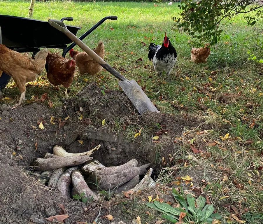 Chickens and a rooster in a farmyard at Château de Chelivette in Bordeaux, with a compost pile and shovel in the background