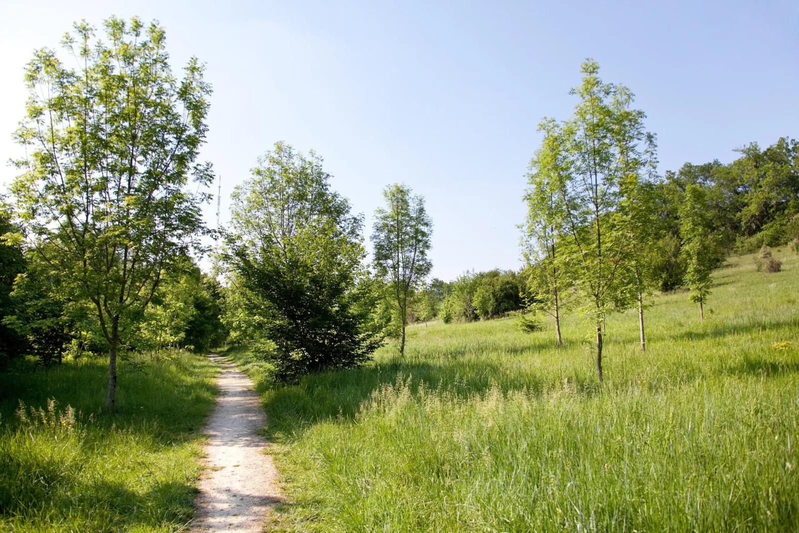Dirt path winding through a young forest with lush green meadows on both sides at Bois de Loc Boué in Bordeaux