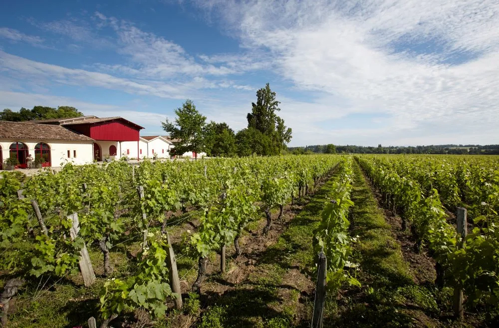 Panoramic view of a vineyard with rows of green grapevines in the foreground, a winery building with red roof and white facade on the left, and trees in the background under a blue sky with clouds.