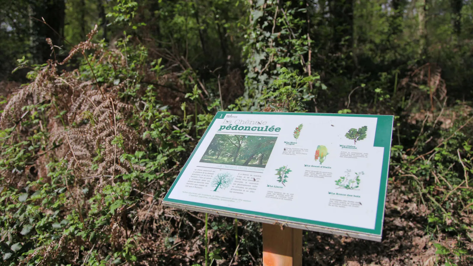 Educational signboard in the forest displaying tree species and wildlife of Bois de Thouars in Bordeaux, with botanical illustrations and photographs