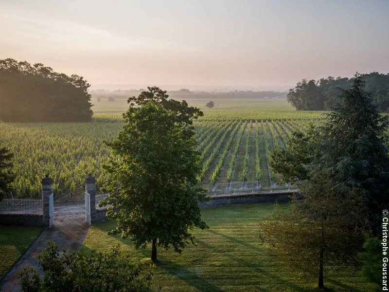 Aerial view of Château Malescasse vineyards in Bordeaux, featuring orderly rows of grapevines, a white entrance gate, and trees surrounding the property at dawn