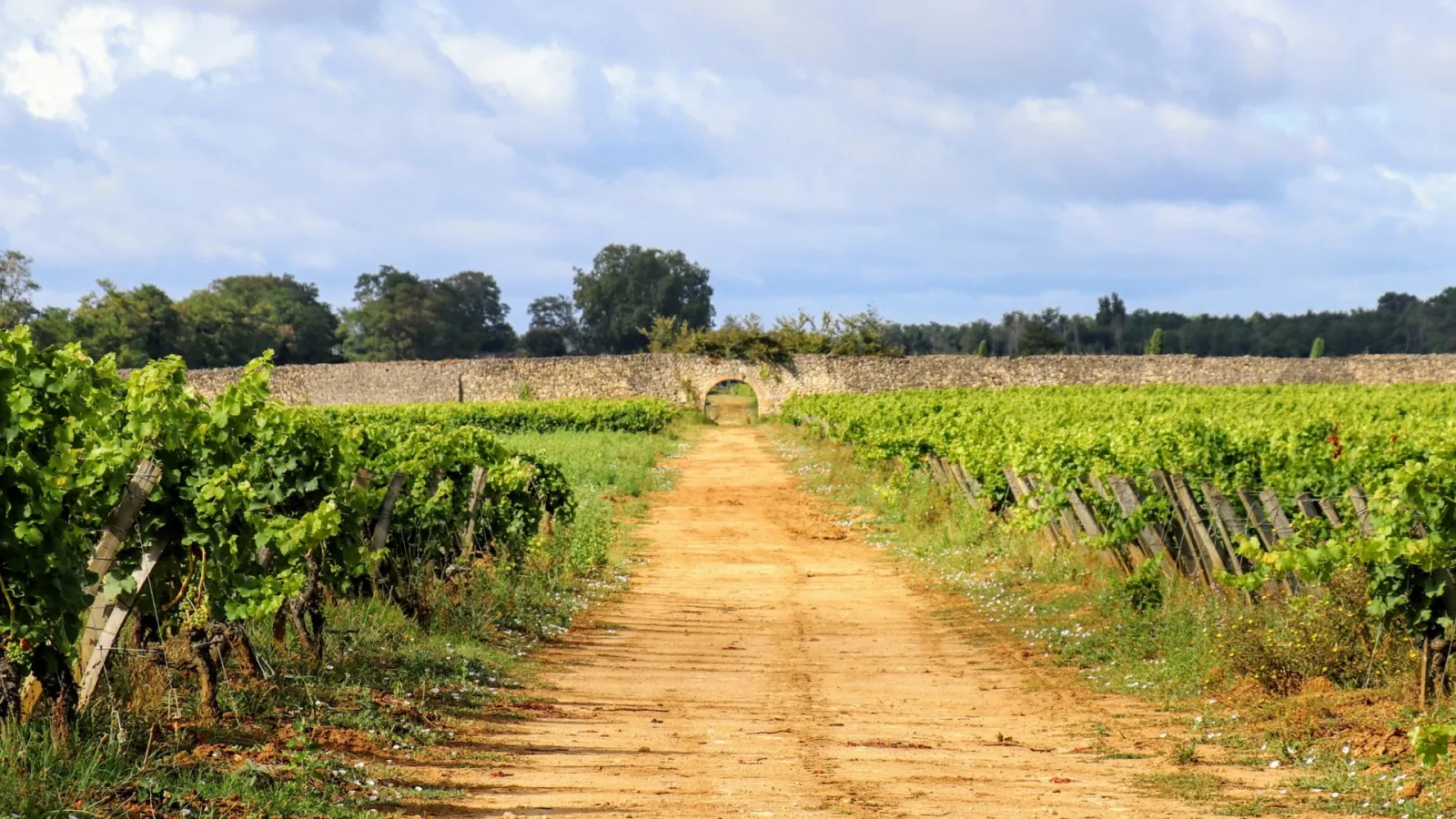 Central pathway through a vineyard with lush green grapevines on either side, leading to an ancient stone bridge with visible arches, typical Bordeaux countryside landscape