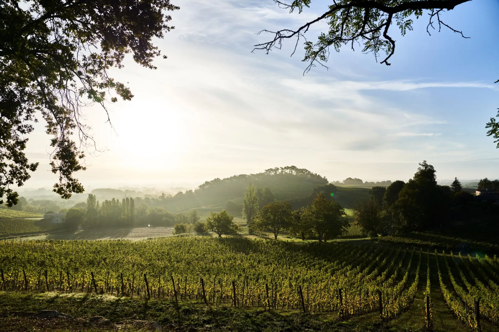 Panoramic view of the Château Plain Point vineyards near Bordeaux, featuring organized vineyard rows in the foreground, tree-covered hills in the background, and a partly cloudy sky.