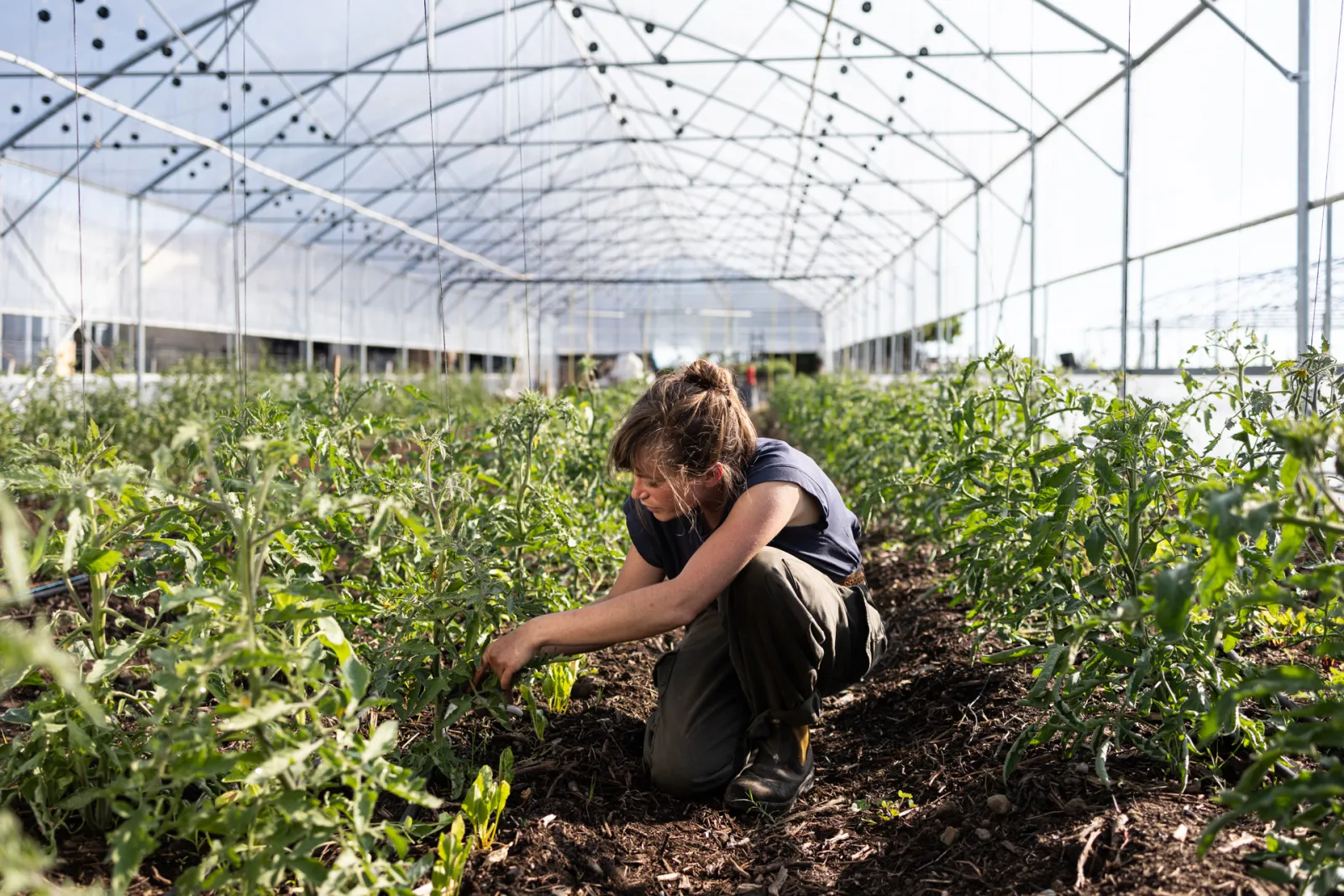 A woman crouching in an agricultural greenhouse inspecting growing tomato plants at Château Les Joualles Cormeil Figeac in Bordeaux.
