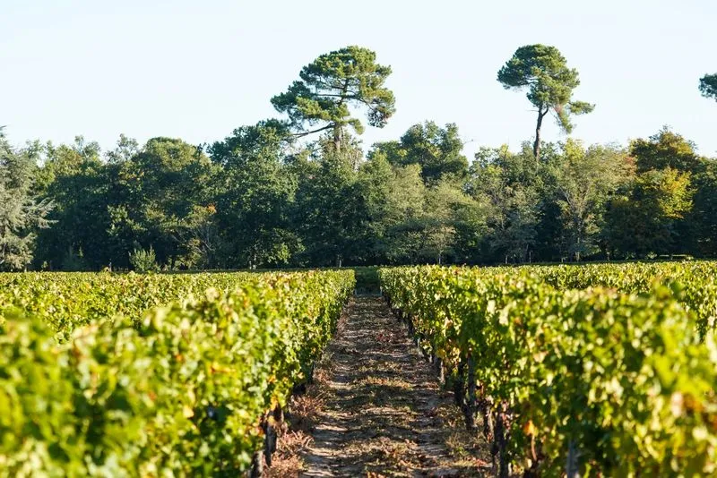 A row of grapevines at Château de Sales near Bordeaux, with majestic trees visible in the background under clear skies