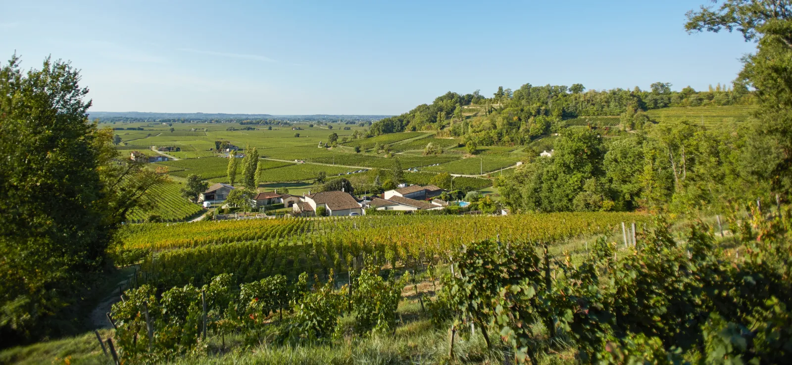 Panoramic view of Château Bernateau vineyards in Bordeaux, featuring rows of grapevines in the foreground, stone houses in the middle distance, and green forests extending to the horizon under clear blue sky.