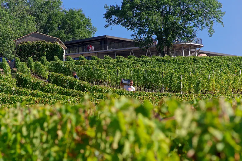 Panoramic view of Château Réaut in Bordeaux with vineyard in the foreground and modern buildings perched on the hilltop under clear blue sky.