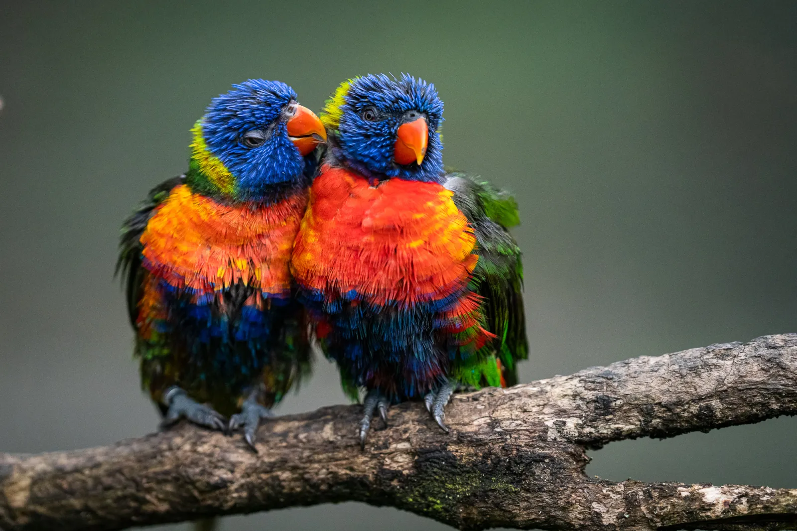 Two colorful rainbow lorikeets perched together on a branch at Bordeaux-Pessac Zoo, displaying vibrant blue, red, orange, yellow and green plumage.