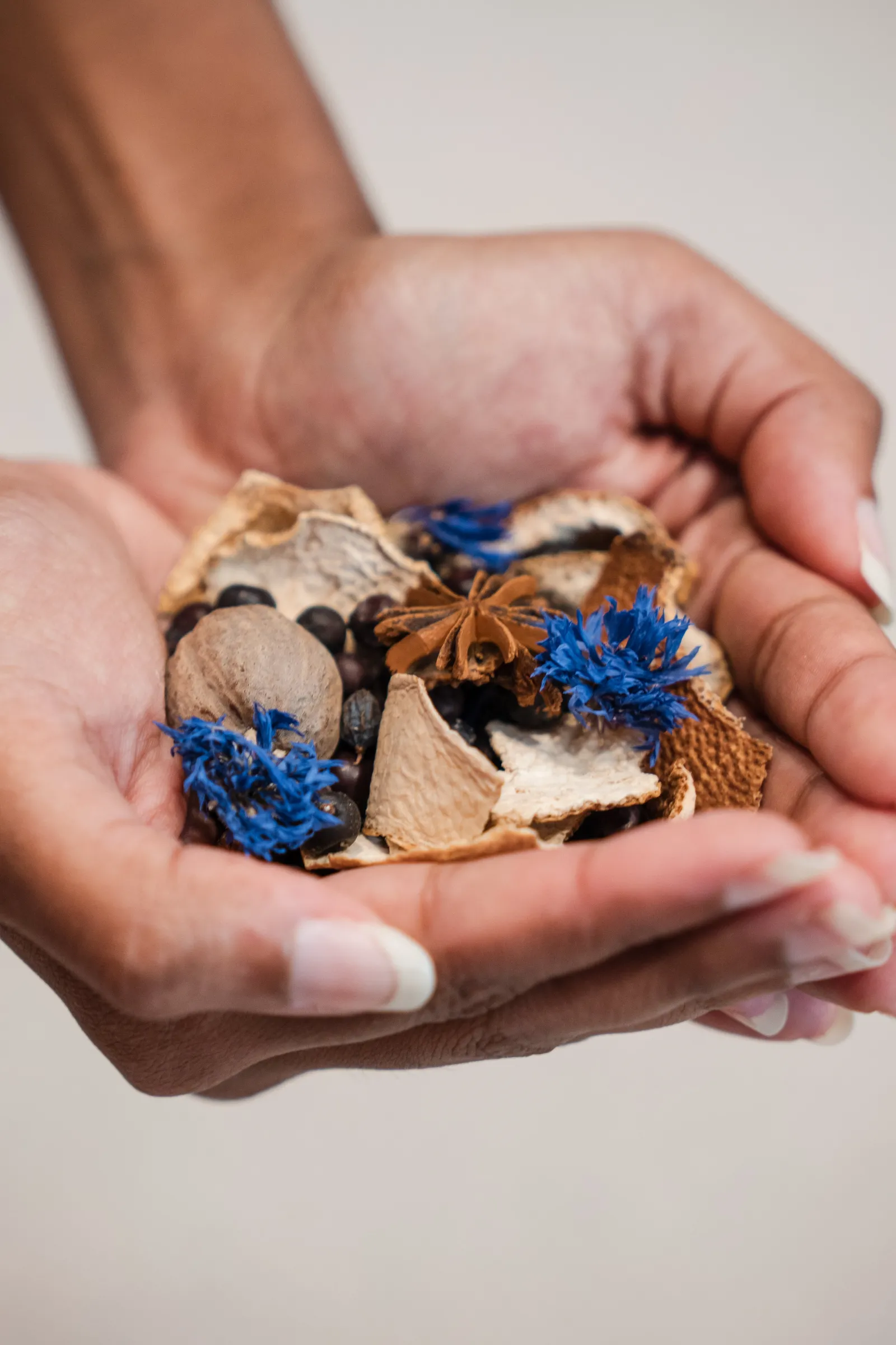 Hands holding dried botanicals and blue flowers, natural ingredients used in Citadelle Gin from Bordeaux distillery