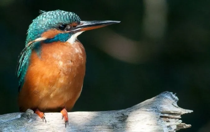 Vibrant kingfisher perched on a branch, featuring a blue-green head, turquoise back and wings, and rufous-orange breast