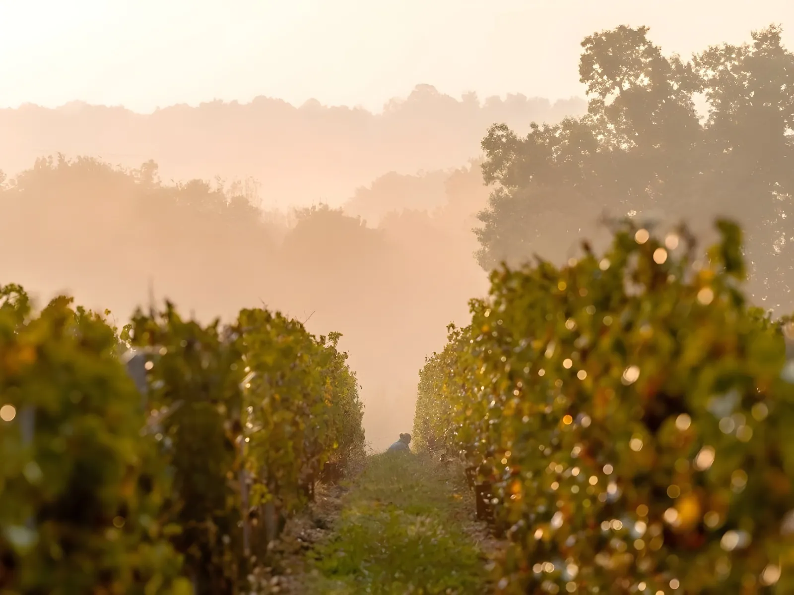 Morning view of Château de Reignac vineyards in Bordeaux, featuring vine rows in the foreground and misty forest in the background at sunrise.