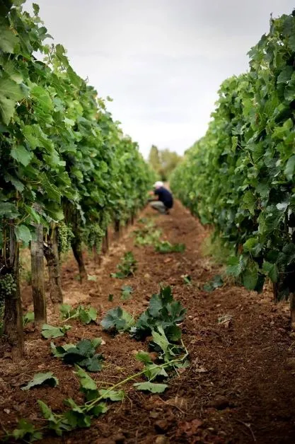 Trellised vineyard rows in a Bordeaux wine estate, with a vintner working among the grapevines in the distance.