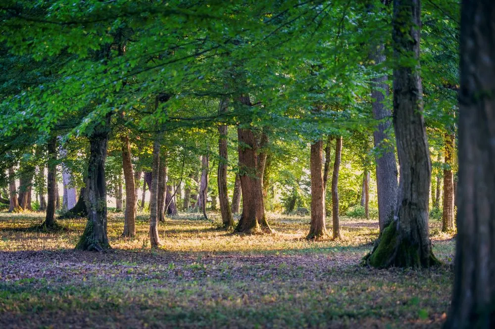 Tree-lined pathway with lush green foliage overhead and fallen leaves carpeting the ground, golden light filtering through the canopy