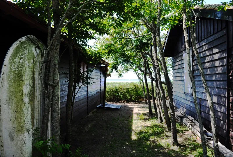 Shaded pathway between two moss-covered wooden cabins on Bird Island in Bordeaux, with trees forming a natural canopy.
