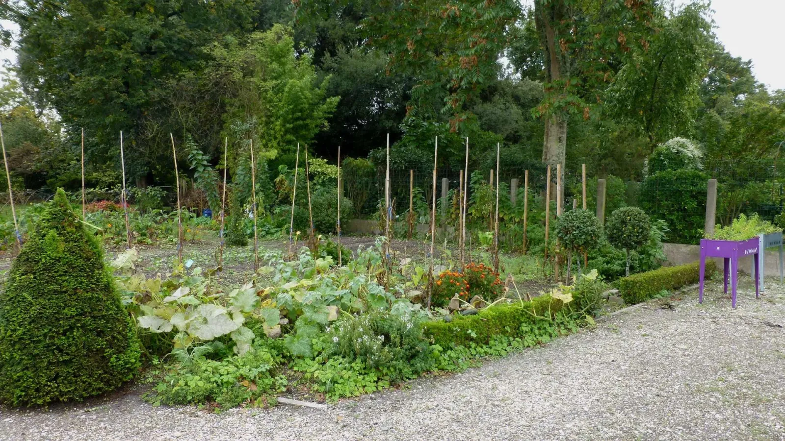 Vegetable garden with staked plants, squash with broad leaves, fruit trees in the background, and a purple entrance structure at the Museum of Market Gardening in Bordeaux.