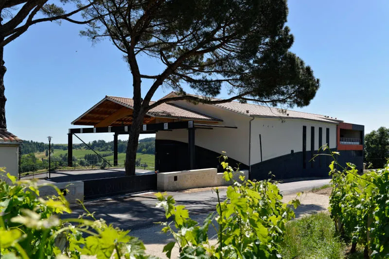 Modern building of Château La Croizille in Bordeaux featuring white and black facade, covered terrace, vineyard in the background, and Stone pine tree in foreground