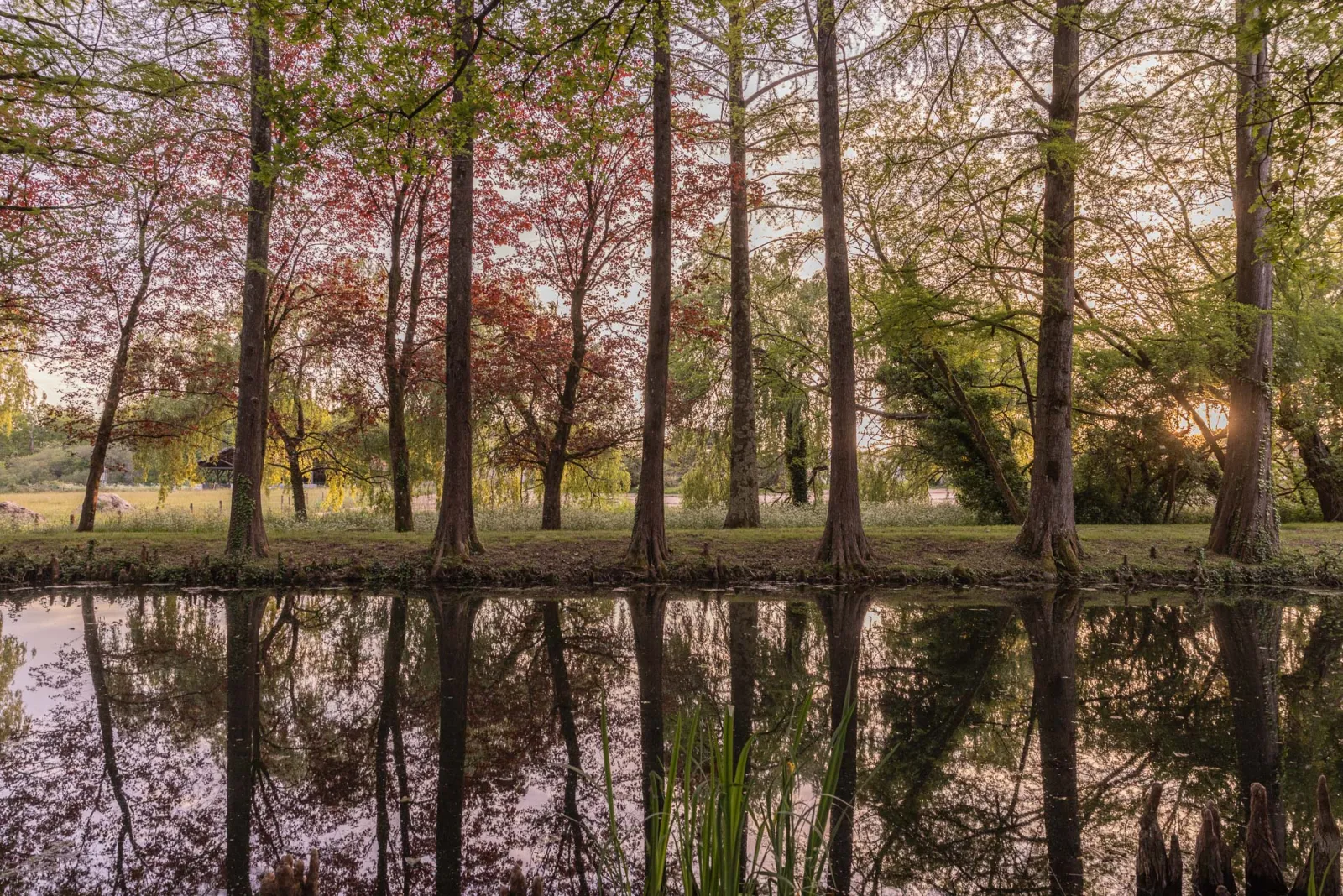 Row of tall cypress trees reflected in a calm pond, Château Sénéjac park near Bordeaux, autumn with reddish foliage