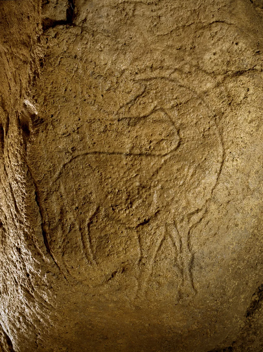 Prehistoric rock engravings from the Pair-non-Pair Cave near Bordeaux, depicting animals carved into the limestone wall.