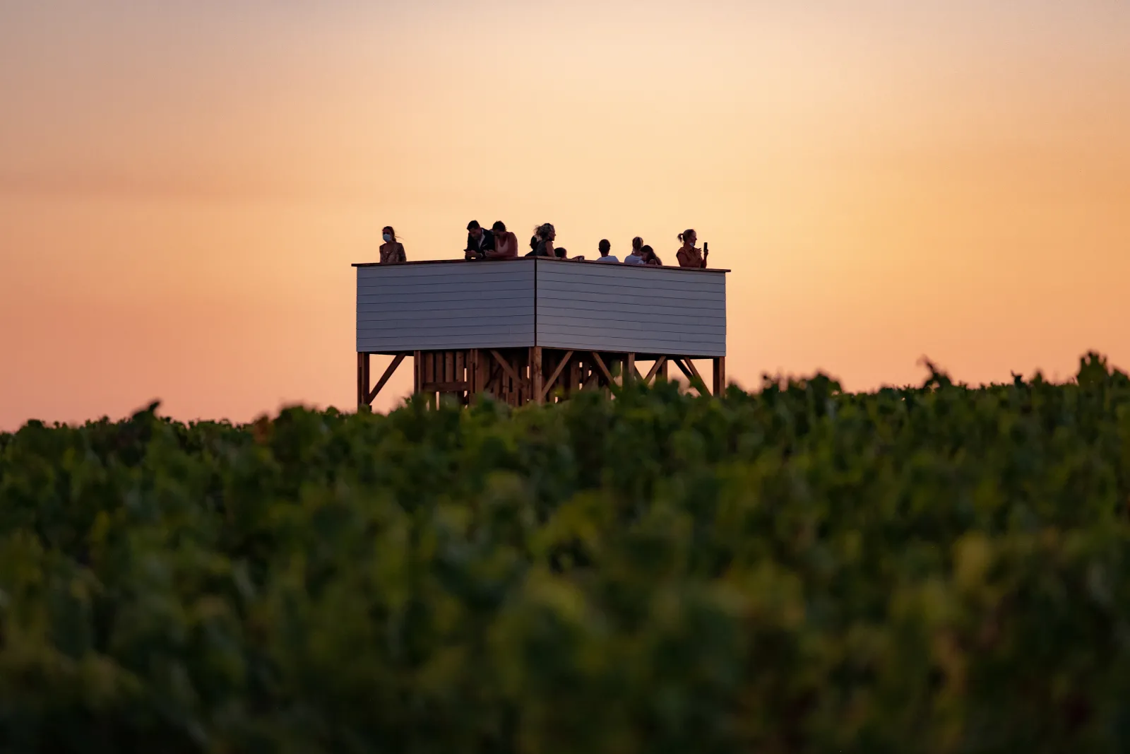 Visitors standing on an elevated viewing platform overlooking vineyards at Château La Tour Blanche in Bordeaux, at sunset.