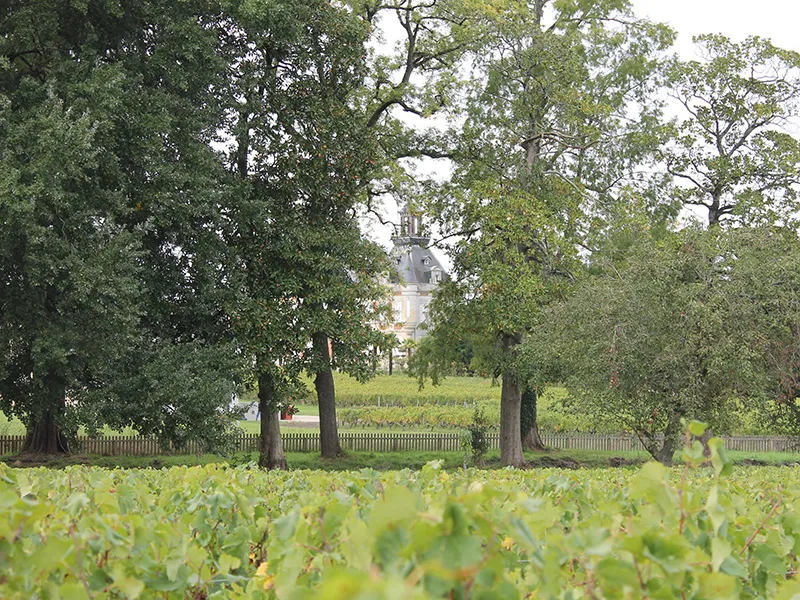View of Château Marquis d'Alesme Becker in Bordeaux, visible in the distance behind vineyard rows and majestic trees