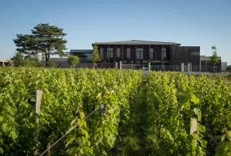 Vineyard at Château Couhins in Bordeaux with modern building in the background against a clear blue sky
