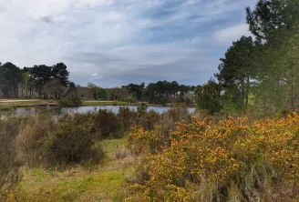 View of the Peugue sources forest near Bordeaux featuring a pond, yellow flowers in the foreground, trees and cloudy sky