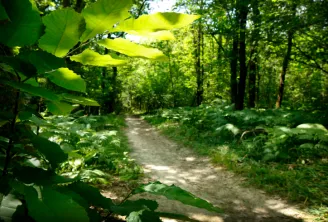 Winding forest path through dense green woodland at Bois de Margnat in Bordeaux, with sunlight filtering through the foliage.