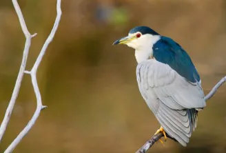 Night heron perched on a white branch, blue-grey and white plumage, white head with dark blue cap and red eye, photographed at the Teich Ornithological Reserve near Bordeaux