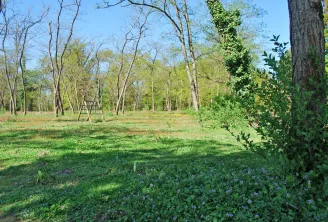 Wooded clearing in Bois d'Arboudeau, Bordeaux, featuring tall spaced trees, green grass, purple flowers in the foreground, and a wooden structure in the distance on a sunny day