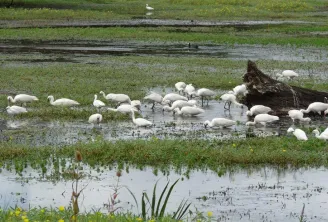 Flock of white storks resting in shallow wetlands of the Marais de Bruges National Nature Reserve near Bordeaux, surrounded by aquatic vegetation and a fallen log.