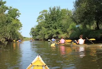 Group of kayakers paddling on a river surrounded by mangroves and lush vegetation in the Leyre Delta near Bordeaux