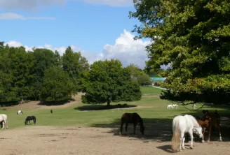 Horses of various colors grazing in a lush meadow at the Domaine de la Burthe in Bordeaux, with majestic trees and a clear sky in the background.