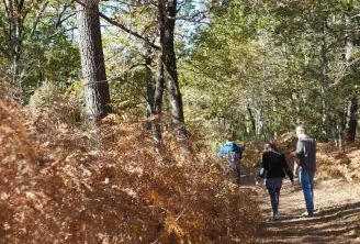 Three hikers walk on a forest trail covered with brown autumn leaves, surrounded by tall trees and dry ferns in the Taillan Médoc forest near Bordeaux.