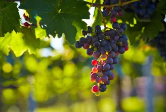 Ripening red and black grapes hanging from a vine in Bordeaux, with sunlit green foliage in the blurred background