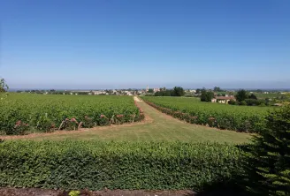 Panoramic view of Bordeaux vineyards with flowering red wine rows, a winding rural path, and the village of Pauillac with its church in the distance under a clear blue sky.