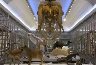 Museum gallery at Bordeaux Museum displaying prehistoric mammal skeletons including a giant suspended skull, lions, a camel and other extinct species in glass display cases.