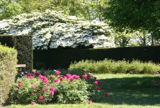Landscaped garden at the Barails Ecological Reserve in Bordeaux featuring pink peonies in the foreground, trimmed boxwood hedges, a wooden bench, and white flowering trees in the background.