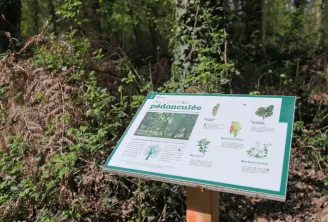 Educational signboard in the forest displaying tree species and wildlife of Bois de Thouars in Bordeaux, with botanical illustrations and photographs