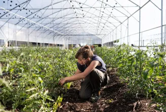 A woman crouching in an agricultural greenhouse inspecting growing tomato plants at Château Les Joualles Cormeil Figeac in Bordeaux.
