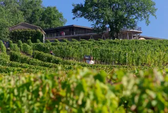 Panoramic view of Château Réaut in Bordeaux with vineyard in the foreground and modern buildings perched on the hilltop under clear blue sky.