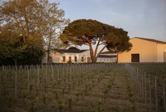 Château de Fieuzal vineyard in Bordeaux featuring yellow buildings, an umbrella pine tree, and rows of grapevines