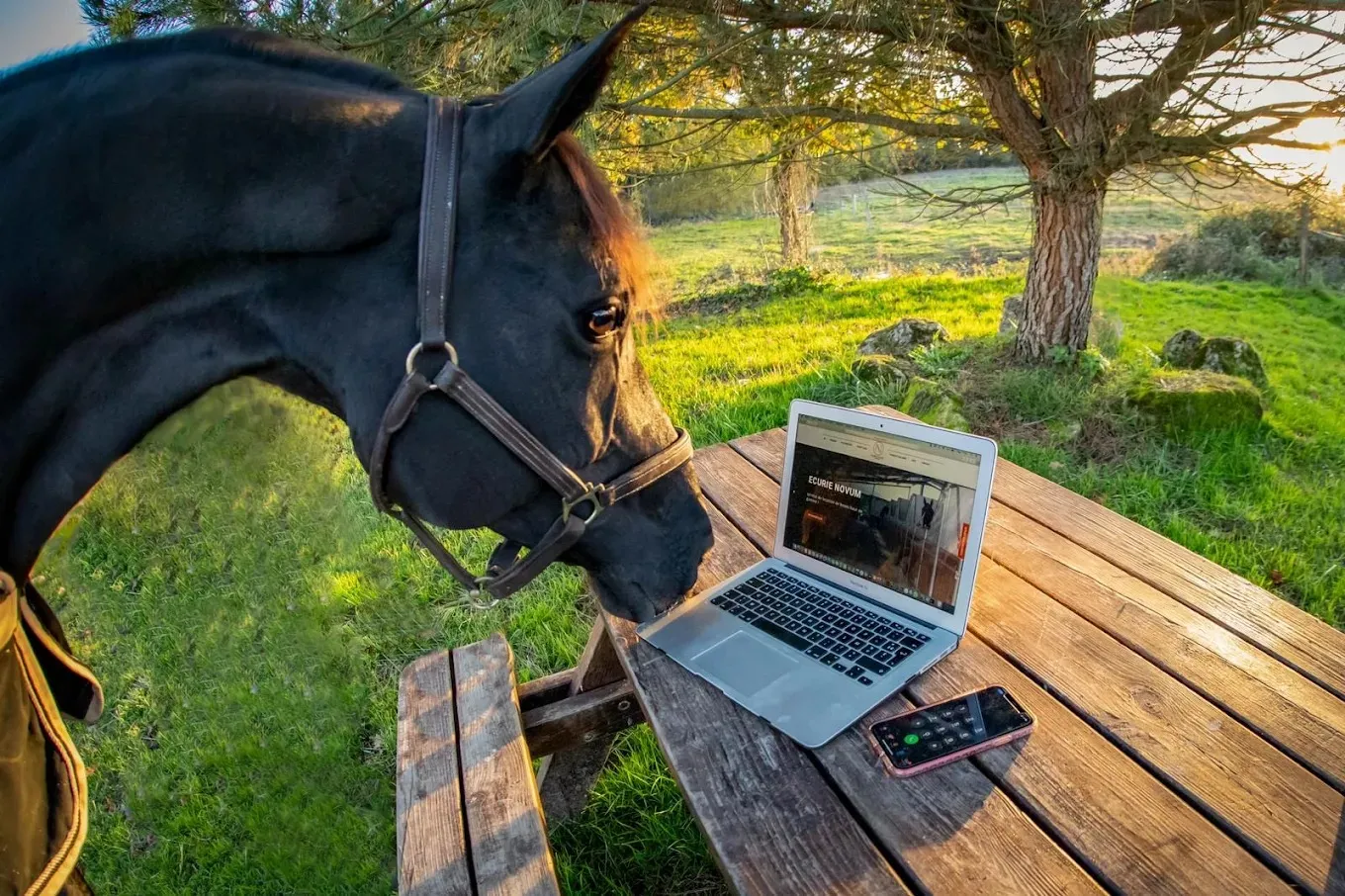 Riding at the Novum stables near Bordeaux