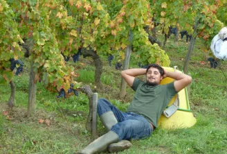 A man relaxes in a yellow chair among the vineyard rows in Bordeaux, with dark grape clusters and autumn foliage visible.